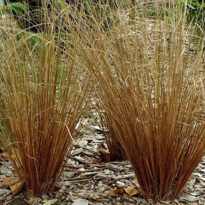 Leatherleaf Sedge (GRASS - CAREX FIREFOX) - 1 gallon