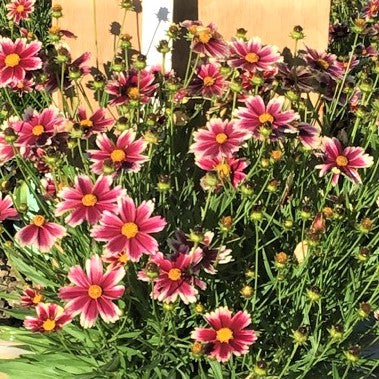 Coreopsis Lil Bang™ Candy Stripes (COREOPSIS X LIL BANG CANDY STRIPES) - 1 gallon
