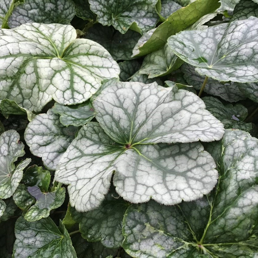 Long-flowered Alumroot (HEUCHERA LONGIFLORA) - 1 gallon