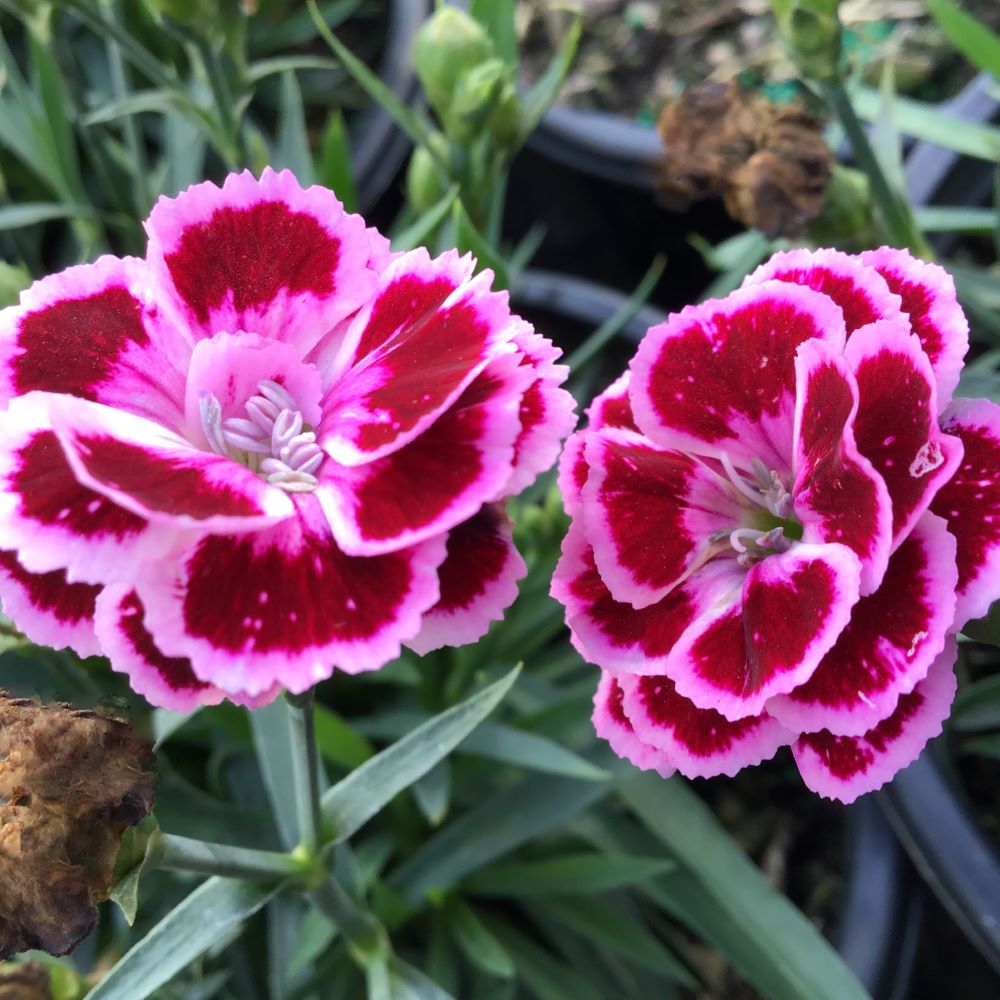 Dianthus Purple Bicolor Pinks (DIANTHUS DELILAH PURPLE BICOLOR) - 1 gallon