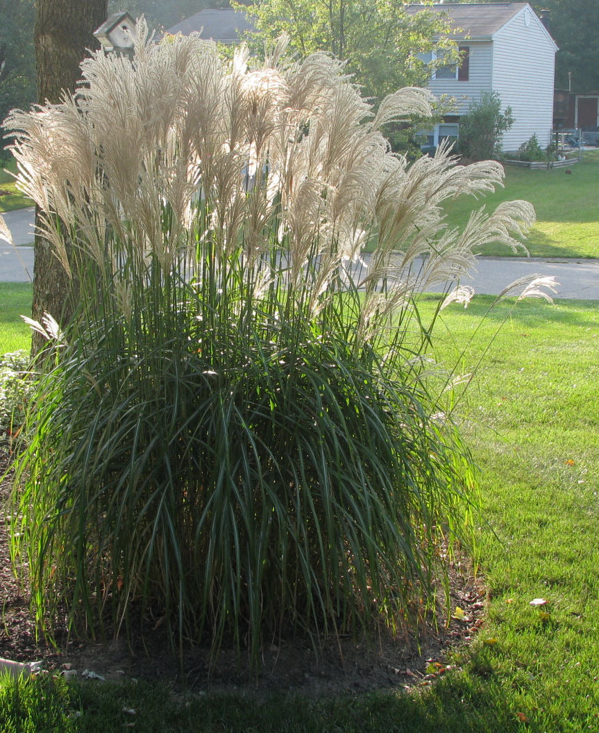 Gracillimus Maiden Grass (Miscanthus sinensis 'Gracillimus') - QT