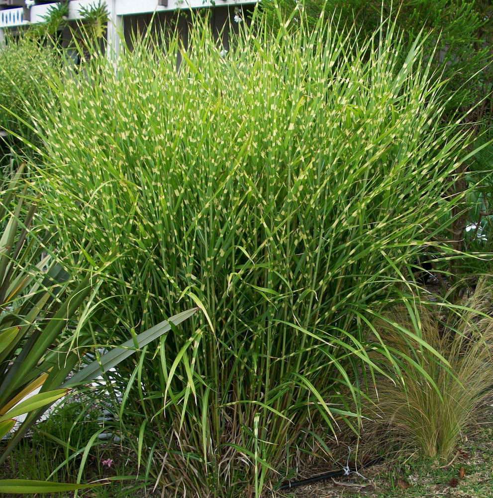 Porcupine Grass (Miscanthus sinensis 'Strictus') - QT