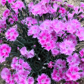 Dianthus Watermelon Ice Pinks (Dianthus 'Everbloom Watermelon Ice') - QT