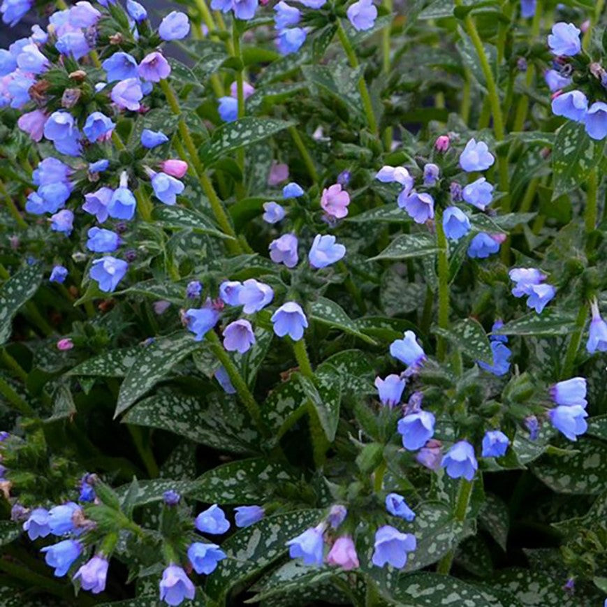 Twinkle Toes Lungwort (Pulmonaria twinkle 'Toes') - QT