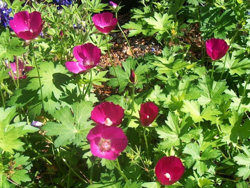 Purple Poppy Mallow (CALLIRHOE INVOLUCRATA) - 2 gallon