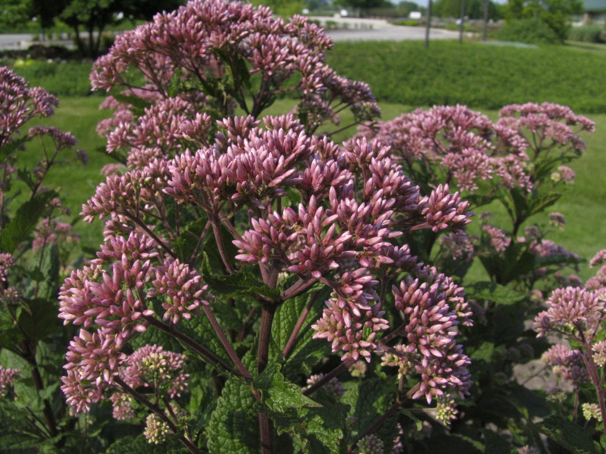 Little Joe™ Compact Joe-Pye Weed (EUPATORIUM DUBIUM LITTLE JOE) - 2 gallon