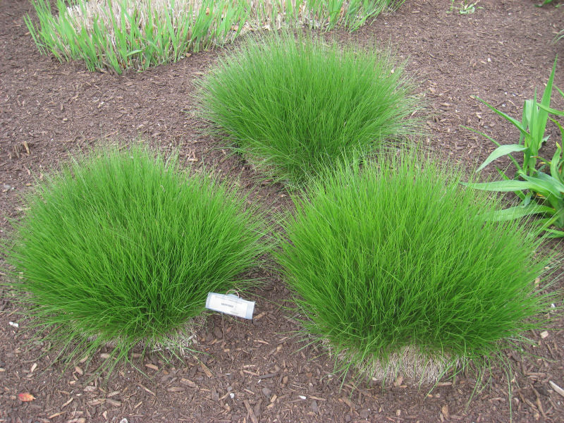 Prairie Dropseed (GRASS - SPOR. HETEROLEPIS) - 2 gallon