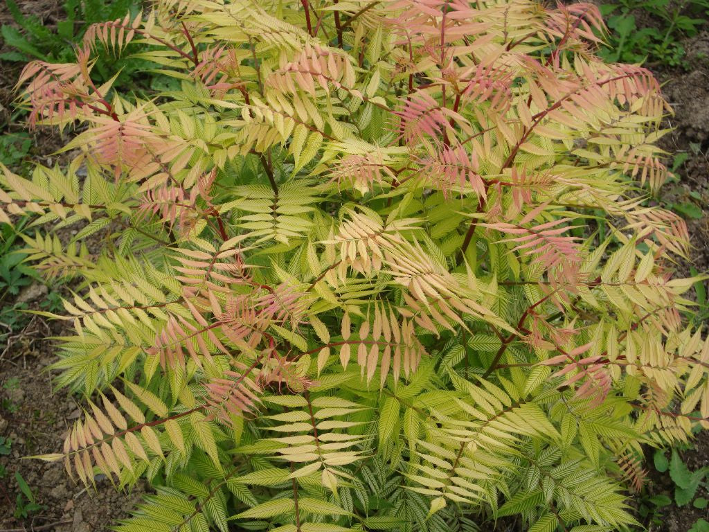 Dwarf Falsespirea (SORBARIA SEM) - 3 gallon 15"