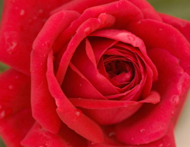Kashmir Rose (ROSE E.E. KASHMIR) - 2 gallon