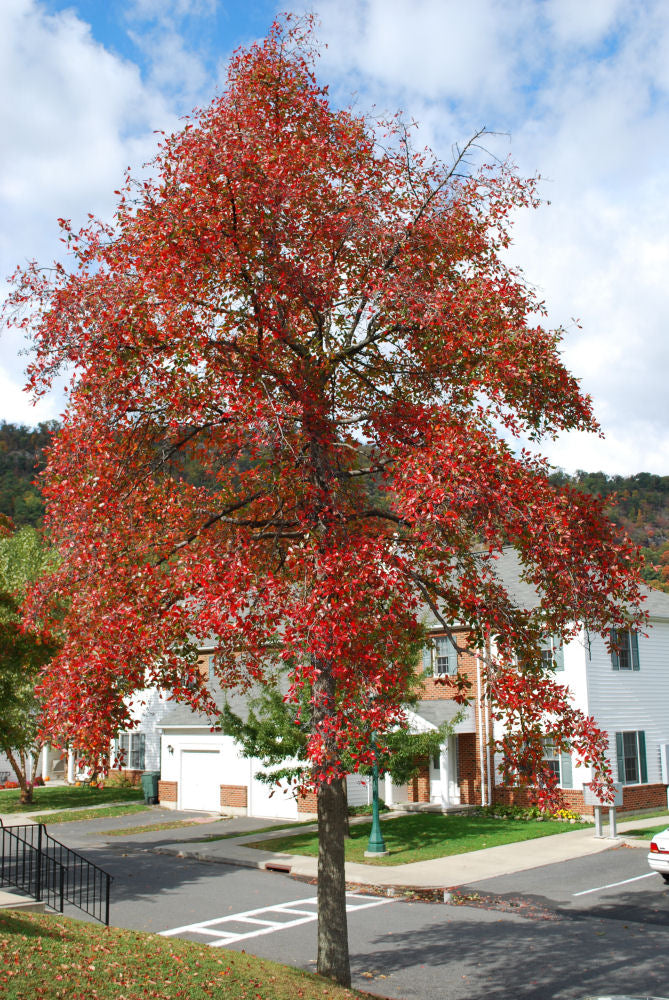 Black Gum (NYSSA SYLVATICA) - 3 gallon