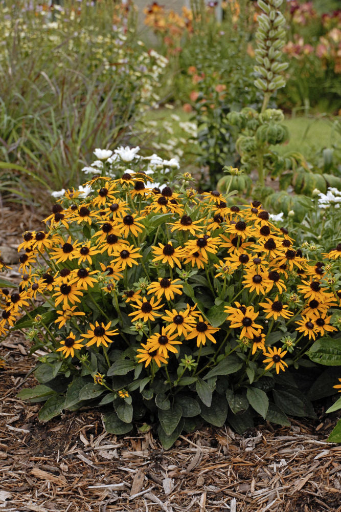 Little Goldstar Black-Eyed Susan (RUDBECKIA FULGIDA LITTLE GOLDSTAR) - 1 gallon