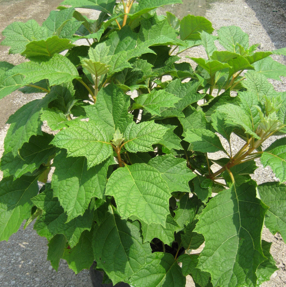 Alice Oak Leaf Hydrangea (HYDRANGEA QU. ALICE) - 3 gallon 12"