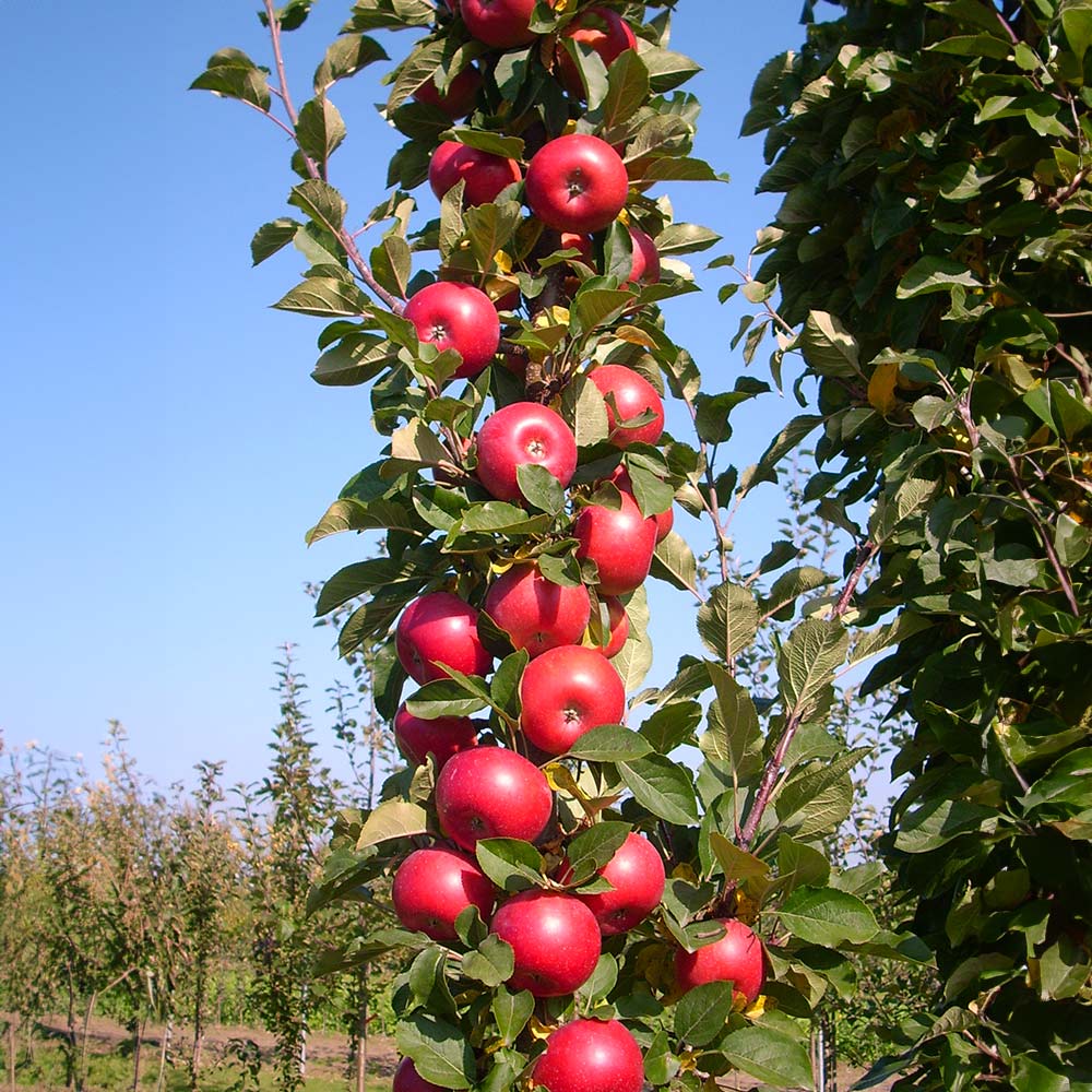 Fruit Snacks® Tasty Red™ Apple (Malus 'Fruit Tasty Red') - 2 gallon