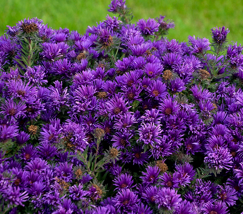 Grape Crush New England Aster (ASTER GRAPE CRUSH) - 1 gallon