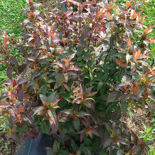 Kodiak® Red Diervilla (DIERVILLA S. KODIAK® RED) - 3 gallon 12"