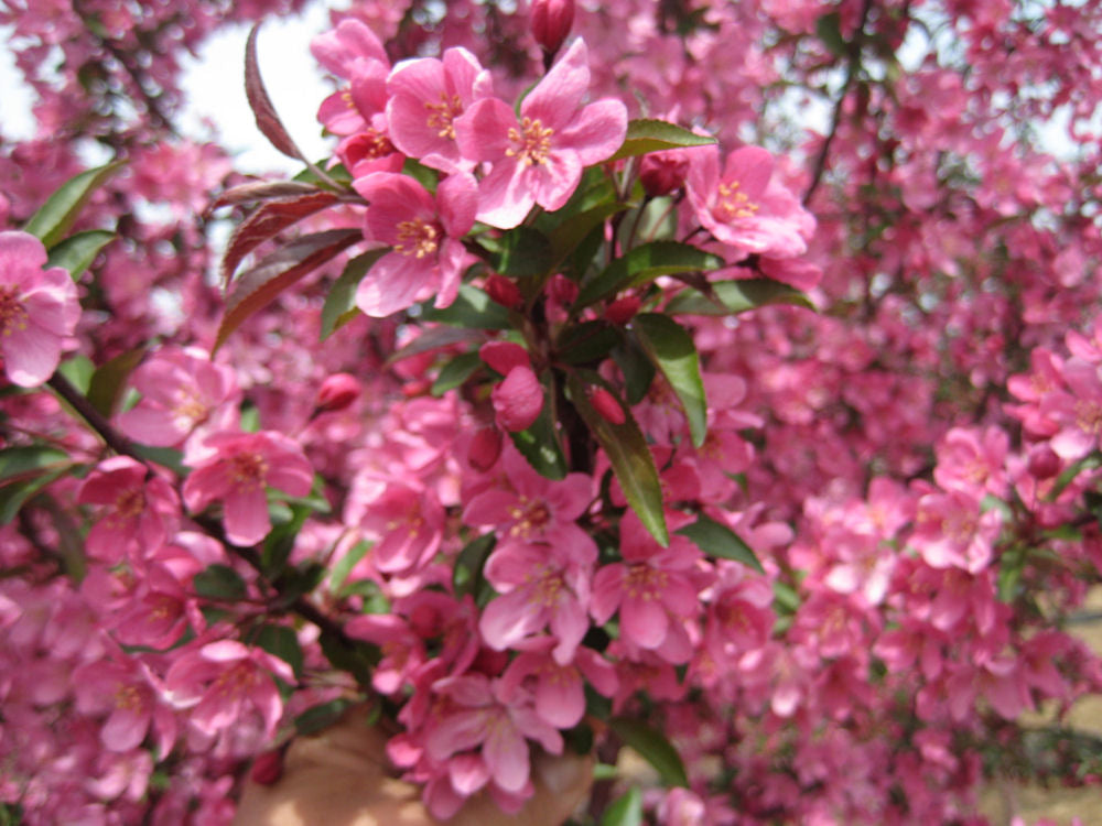 Prairifire Crabapple (Malus 'Prairifire') - 3 gallon 48"
