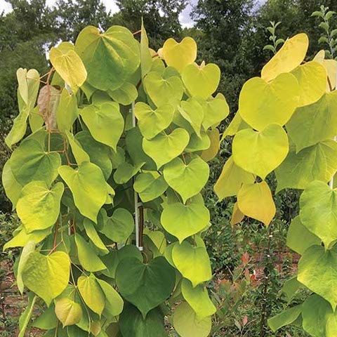 Golden Falls® Weeping Redbud (Cercis canadensis 'Golden Falls') -