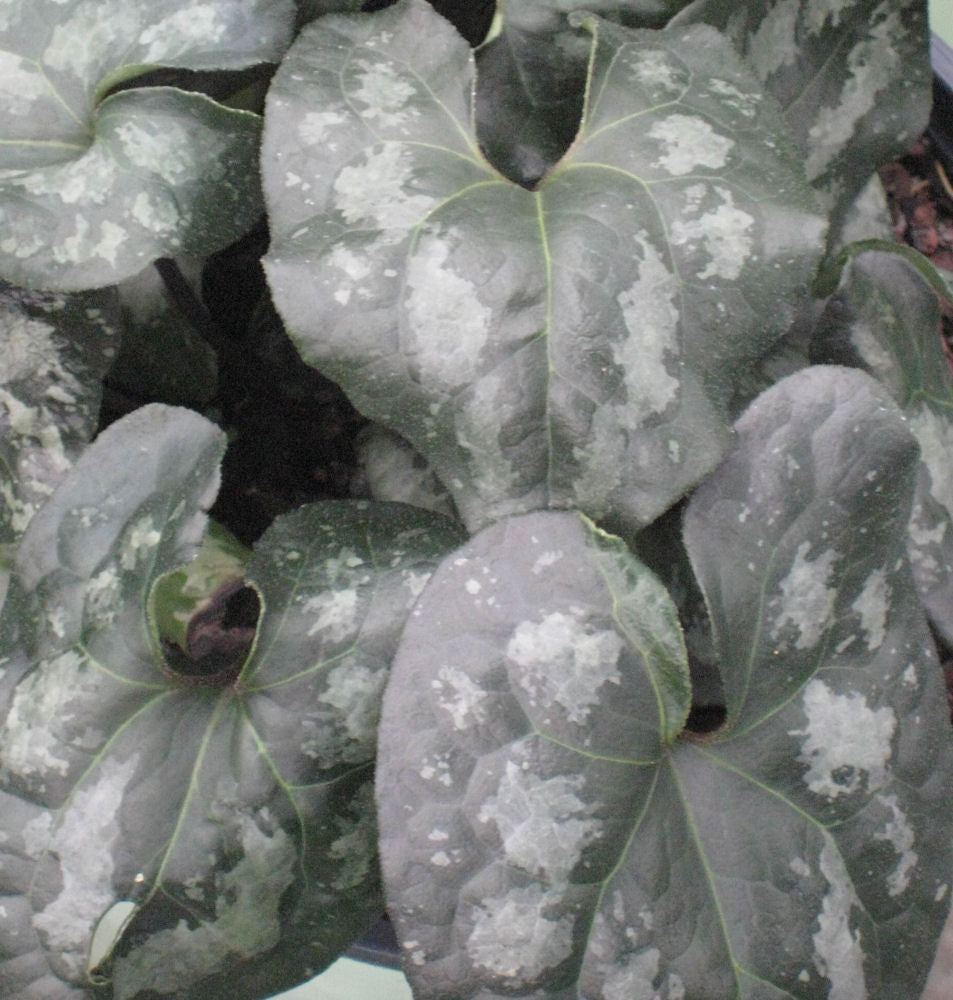 Chinese Wild Ginger (ASARUM SPLENDENS) - 1 gallon