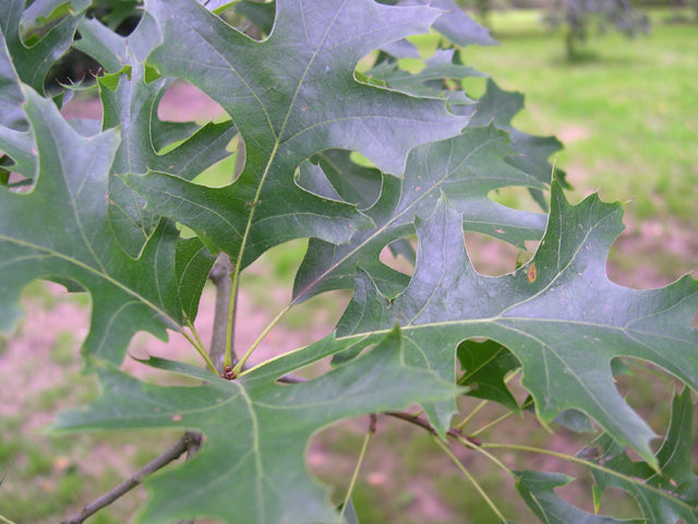 Pin Oak (QUERCUS PALUSTRIS) - 3 gallon