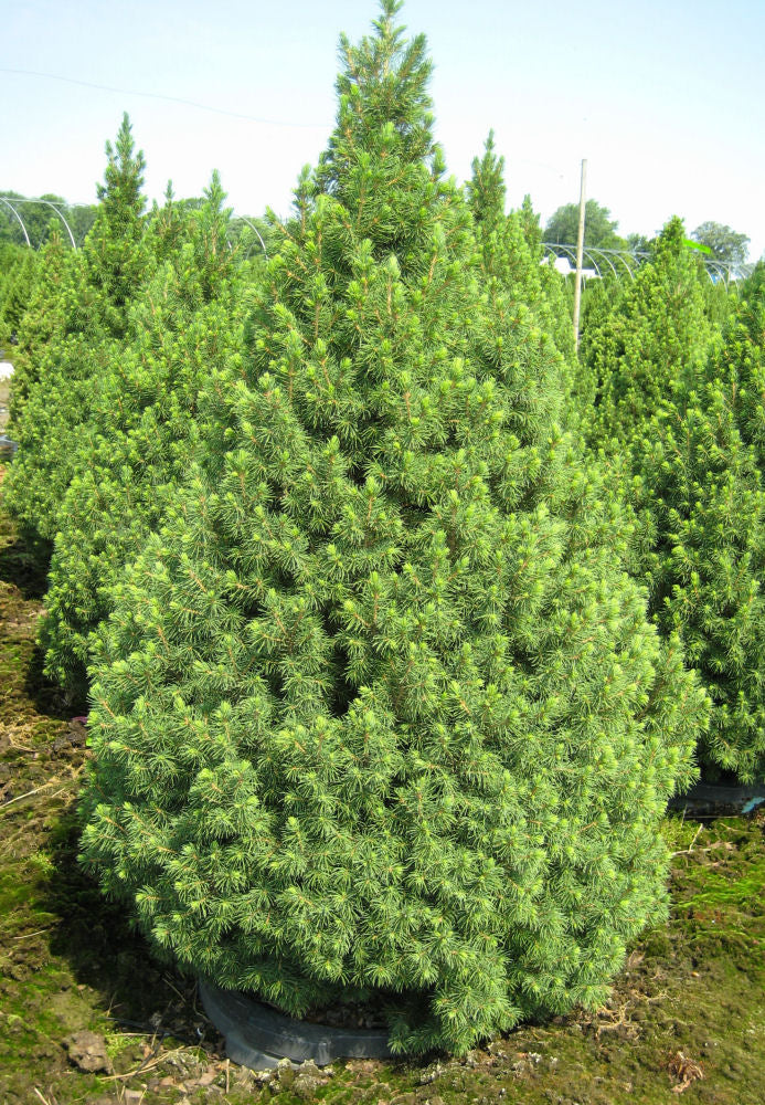 Dwarf Alberta Spruce (PICEA GLAUCA CONICA) - 3 gallon 24"