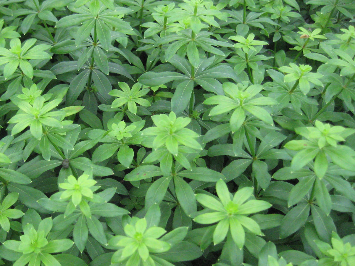 Sweet Woodruff (GALIUM ODORATUM) - 1 gallon