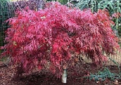 Tamukeyama Japanese Maple (ACER P.D. TAMUKEYAMA) - 3 gallon 15"