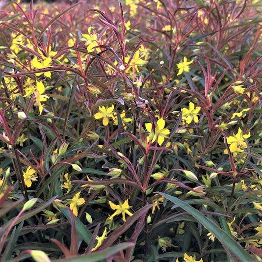 Purple-Flowered Loosestrife (LYSIMACHIA L. BURUNDY MIST) - 1 gallon