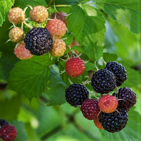 Jewel Black Raspberry (RUBUS JEWEL) - 1 gallon 12"
