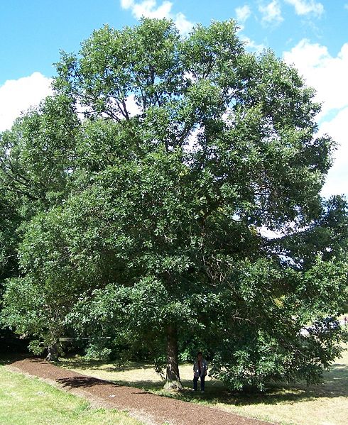 Swamp White Oak (QUERCUS BICOLOR) - 3 gallon