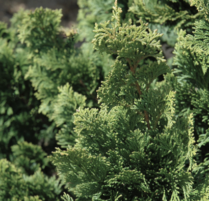 Wells Special Hinoki Cypress (CHAM. OBTUSA WELLS) - 3 gallon 18"