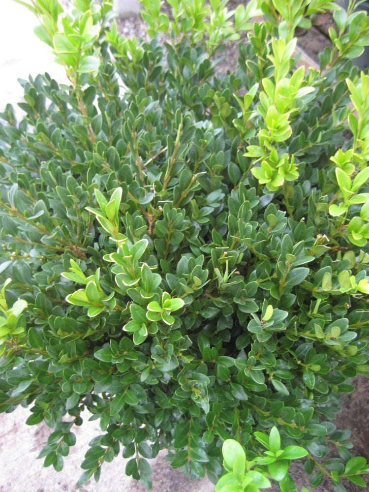 Green Velvet Boxwood (BUXUS M. GREEN VELVET) - 2 gallon 10"