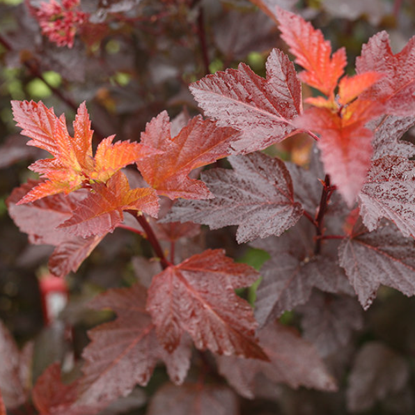 Ginger Wine® Ninebark (PHYSOCARPUS O. GINGER WINE) - 3 gallon 15"