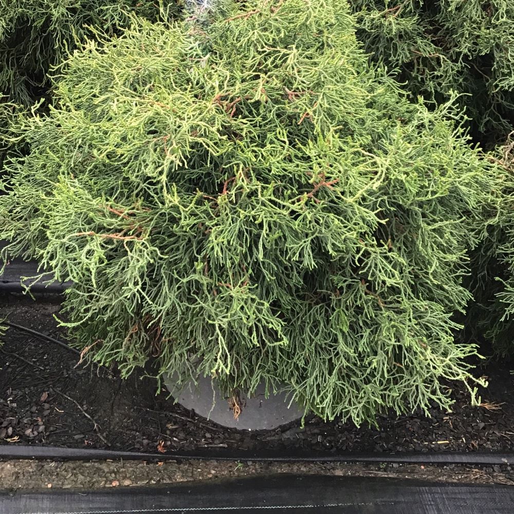 Contorta Hinoki Falsecypress (CHAM. OBTUSA CONTORTA) - 3 gallon 15"
