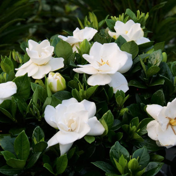 Steady as She Goes® (GARDENIA STEADY AS SHE GOES) - 1 gallon