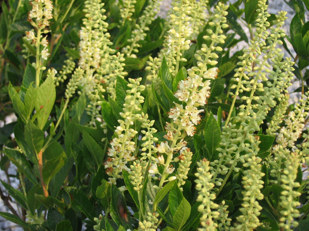 Sixteen Candles Dwarf Summersweet (CLETHRA AL. SIXTEEN CANDLES) - 3 gallon 15"