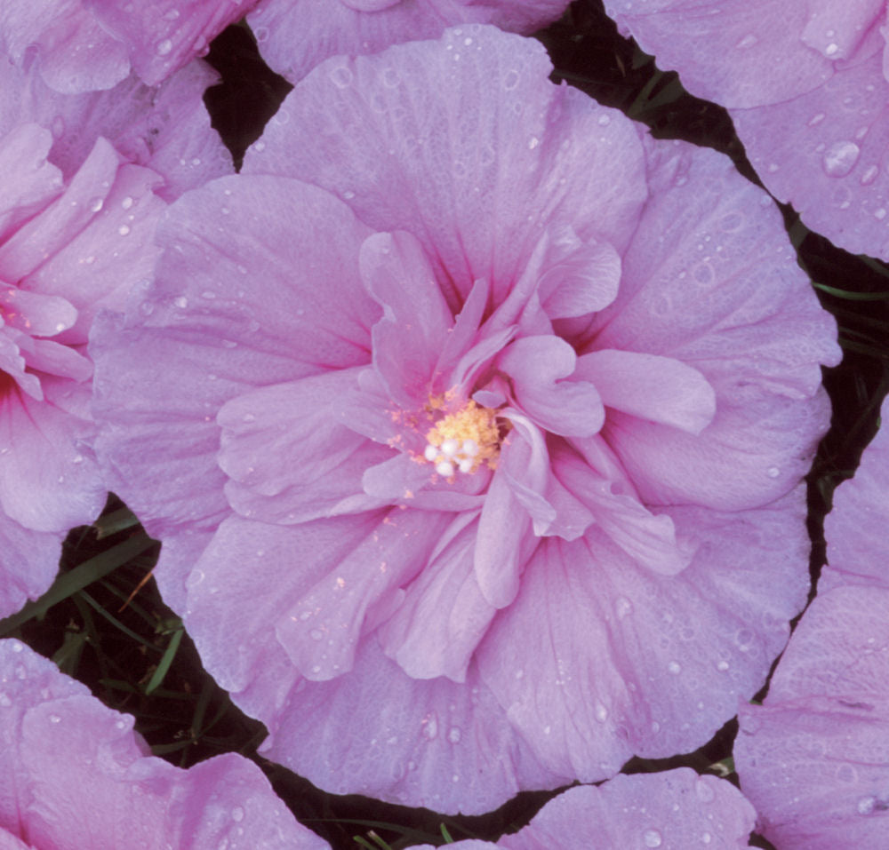Lavender Chiffon® Rose of Sharon (HIBISCUS S. LAV. CHIFFON) - 3 gallon 30"