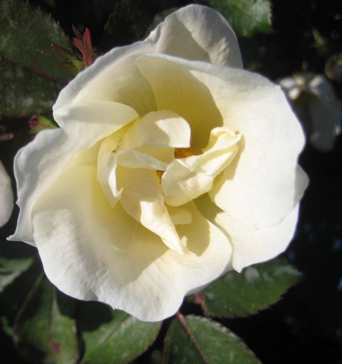 White Knock Out® Rose (ROSE K.O. WHITE OUT) - 3 gallon