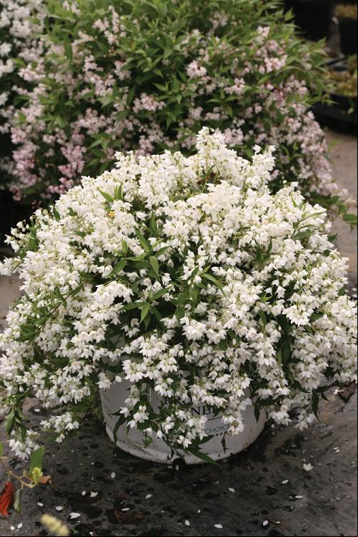 Yuki Snowflake® Deutzia (DEUTZIA YUKI SNOWFLAKE) - 2 gallon 12"