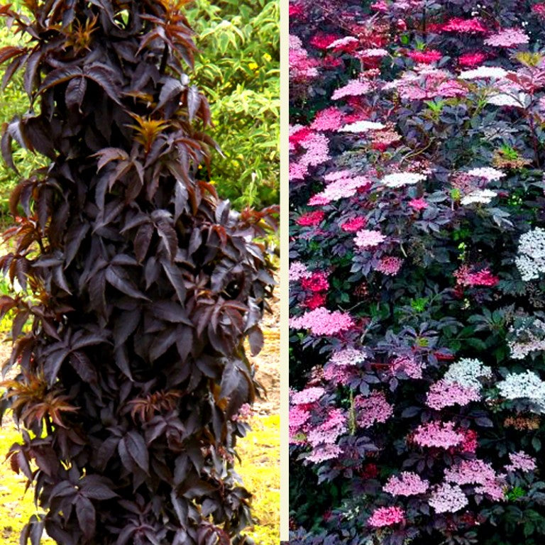Black Tower Elderberry (Sambucus nigra 'Eiffel 1' BLACK TOWER)