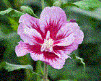 Purple Pillar® Rose of Sharon (HIBISCUS S. PURPLE PILLAR) - 3 gallon 18"
