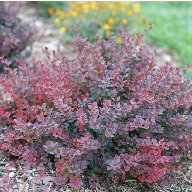 Sunjoy Mini Maroon® Barberry (BERBERIS THUN. SUNJOY MINI MAROON) - 2 gallon 10"