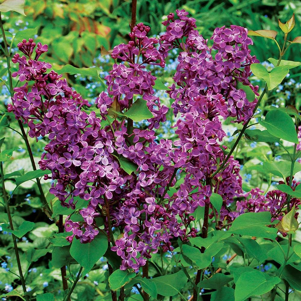 Pocahontas Lilac (SYRINGA X HYACIN. POCAHONTAS) - 3 gallon 24"