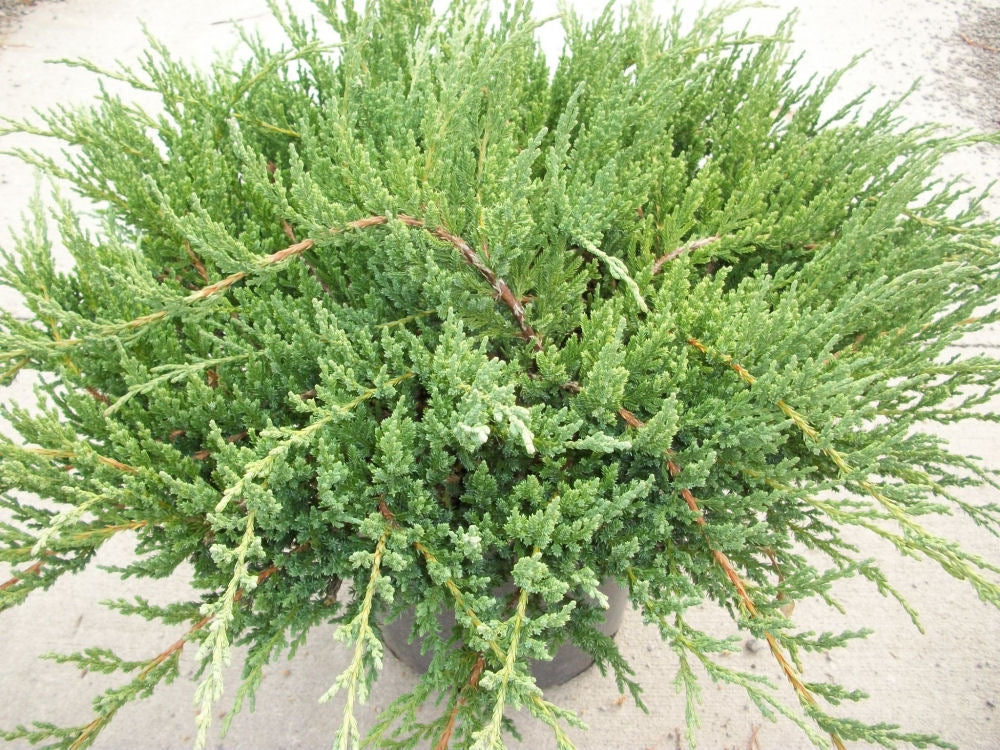 Green Sargent Juniper (JUNIPER C. SARGENTII)