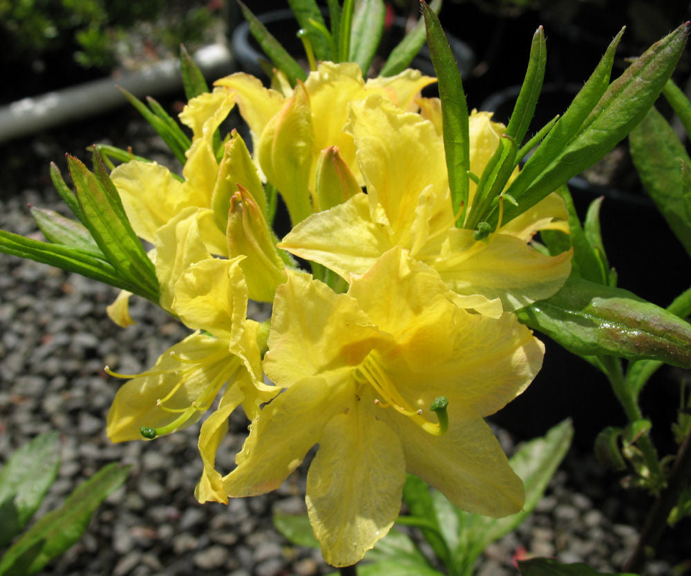 Lemon Light Azalea (AZALEA EX. LEMON LIGHT) - 3 gallon 15"