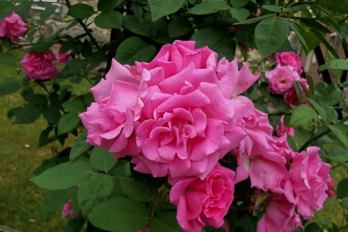 Zephirine Drouhin Climbing Rose (ROSE CL. Z. DROUHIN) - 2 gallon