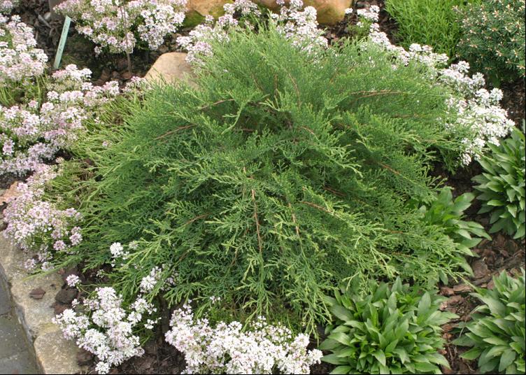 Celtic Pride® Siberian Cypress (MICROBIOTA D. CELTIC PRIDE) - 1 gallon