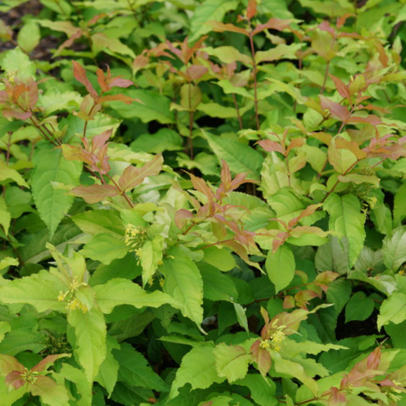Kodiak Fresh® Honeysuckle (Diervilla sessilifolia 'Kodiak Fresh') - 1 gallon