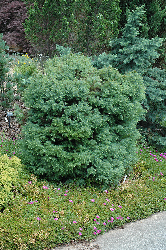 Mushroom Japanese Cedar (CRYPTOMENRIA J MUSHROOM) - 1 gallon