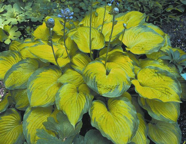 Old Glory Plantain Lily (HOSTA OLD GLORY) - 1 gallon