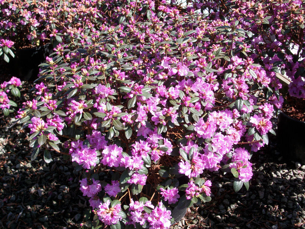 PJM Elite Rhododendron (RHODO. PJM ELITE) - 3 gallon 15"